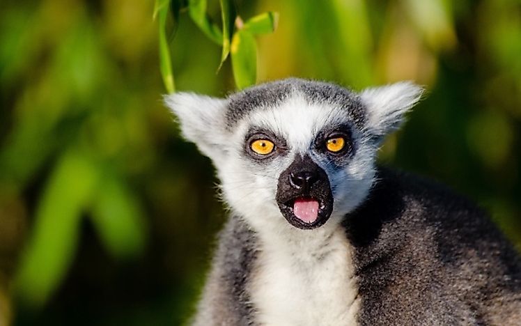 #4 Madagascar