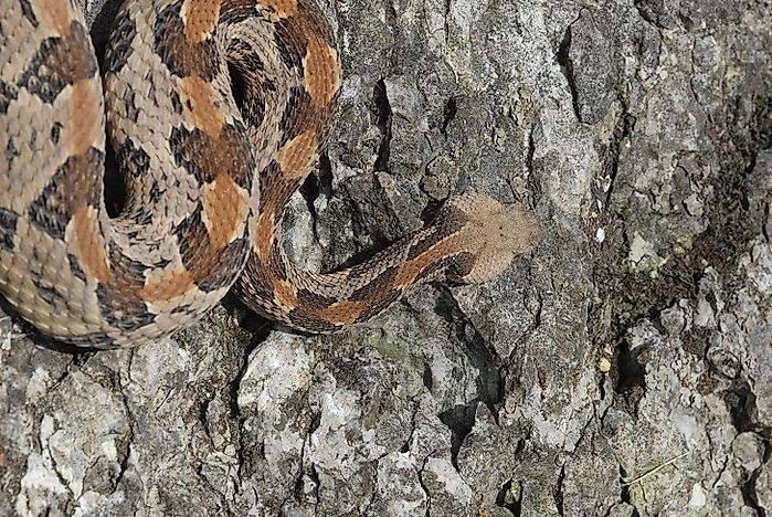 #9 Timber Rattlesnake