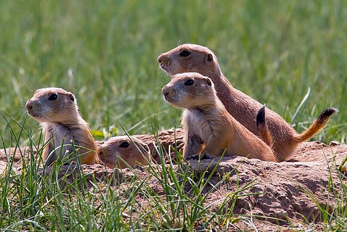 #3 Prairie Dogs