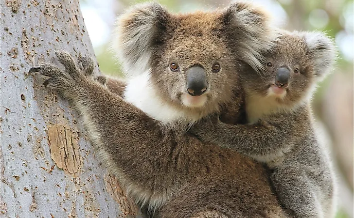 What Is The Role Of Koalas In The Ecosystem?