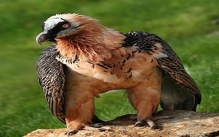 #14 Bearded vulture