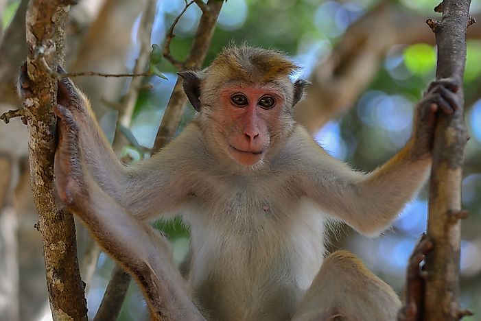 #7 Toque Macaque