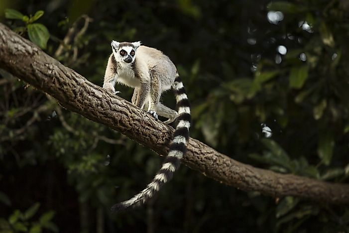 #7 Lemur