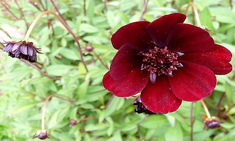 #4 Chocolate Cosmos -