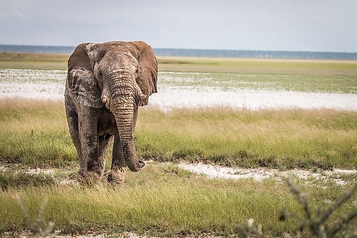#5 African Elephant
