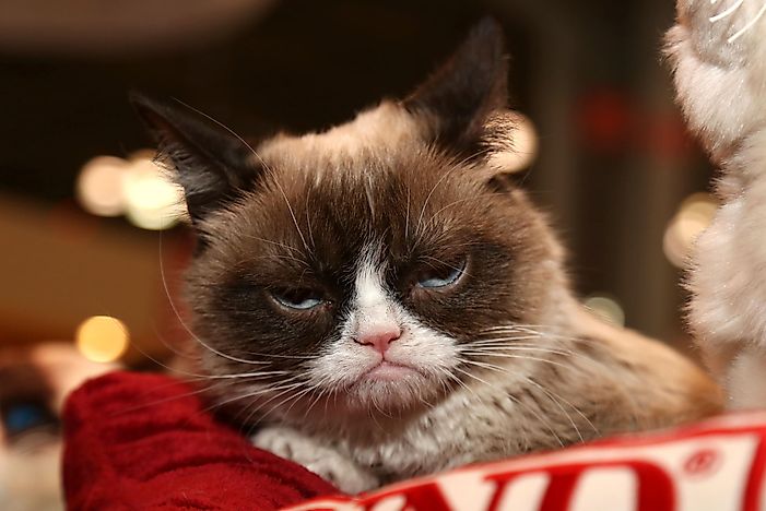 10 Of The Most Famous Cats In The World