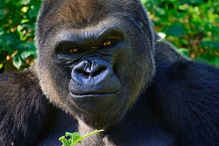 Angola's Endangered Mammals