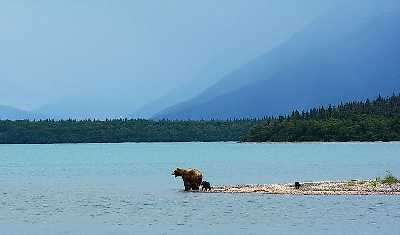 What Animals Live In Alaska?