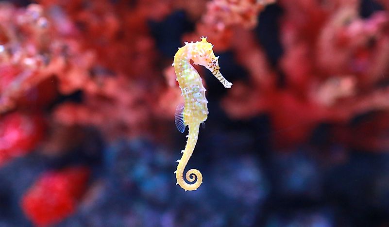 What Do Seahorses Eat? Biology Diagrams