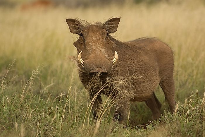 Desert Warthog Facts: Animals of Africa