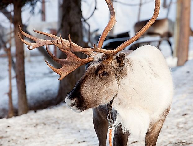 #3 Reindeer