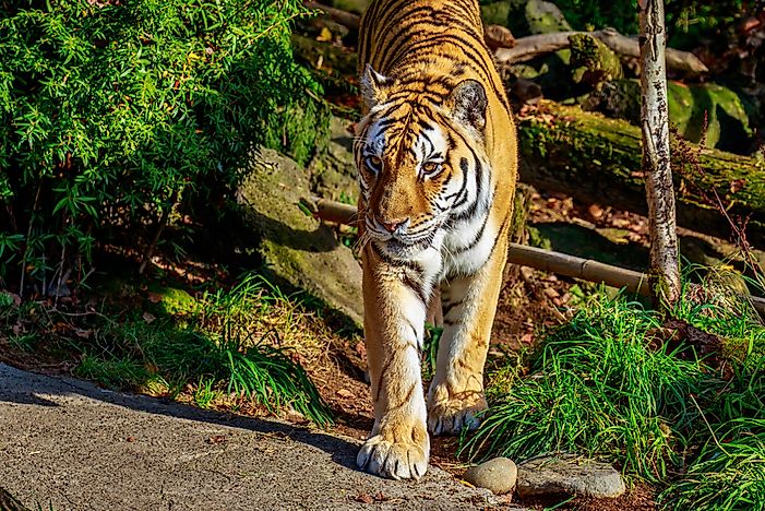 #1 Oregon Zoo