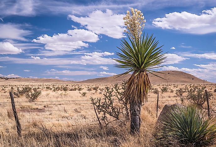 The Chihuahuan desert. The Chihuahuan desert.