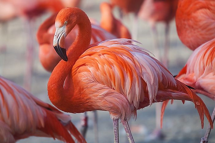 #5 Flamingo