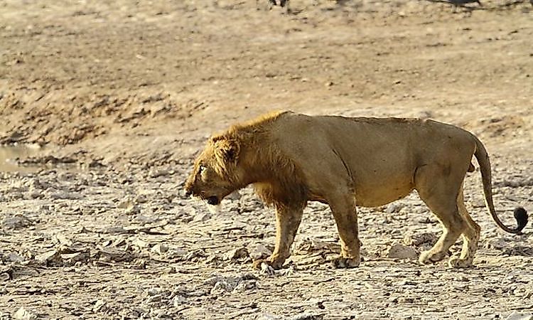 #8 West African Lion -