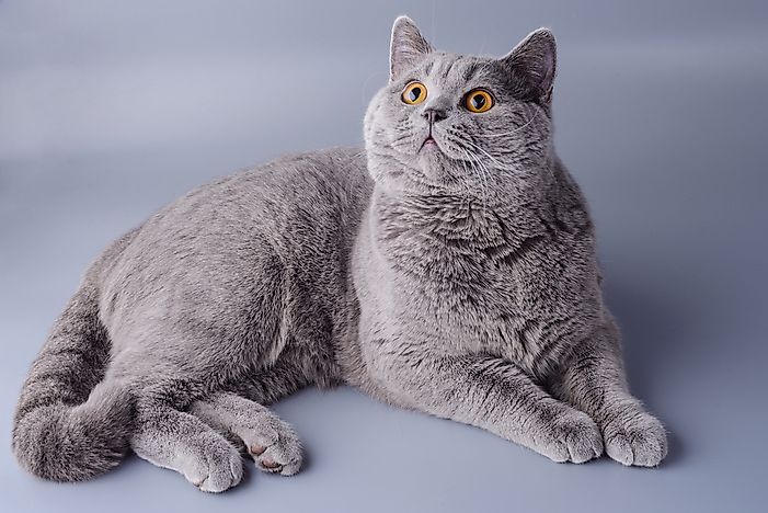 When cat ears are sticking up, their attention is usually piqued by something. When cat ears are sticking up, their attention is usually piqued by something.