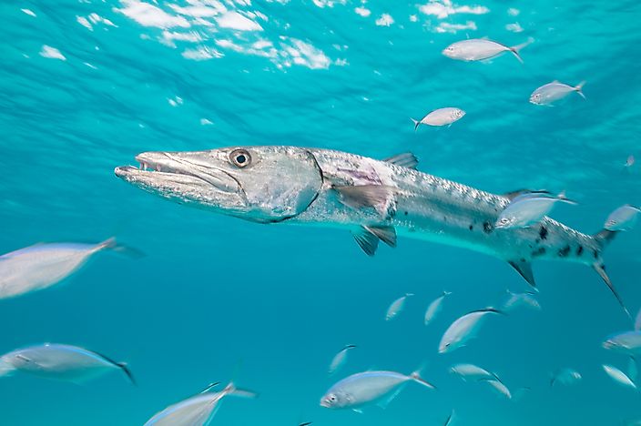 Barracuda Facts - Animals of the Oceans