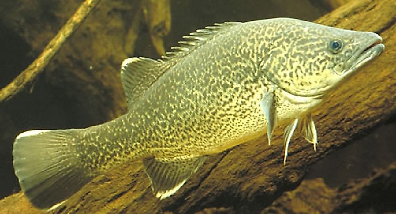 Native Fish Of Australia