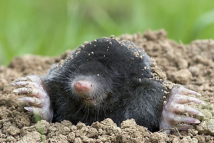 European mole. European mole.