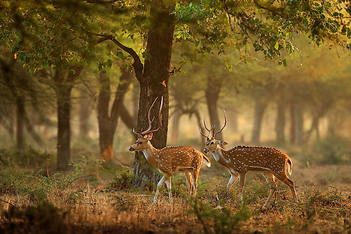What Is the Balance of Nature?