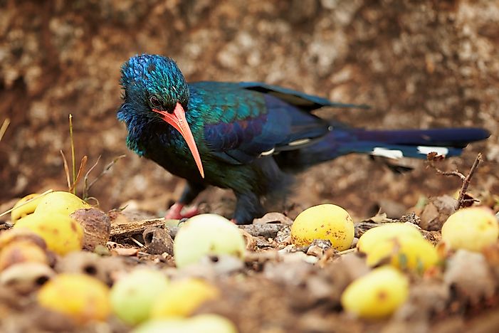 The World's Smelliest Animals