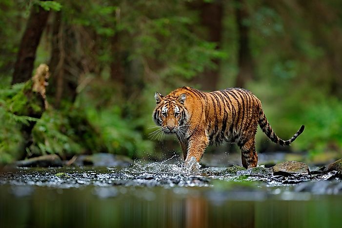 #6 Siberian Tiger