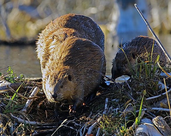 #6 North American Beaver