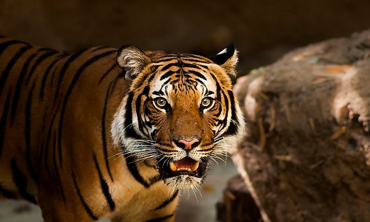 #1 Panthera tigris - Tiger