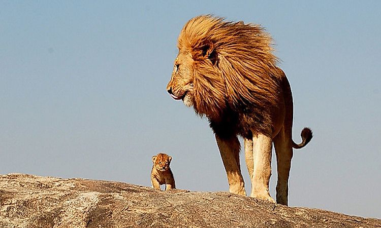 What Different Types Of Lions Are There?