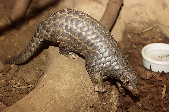 Endangered Animals in China