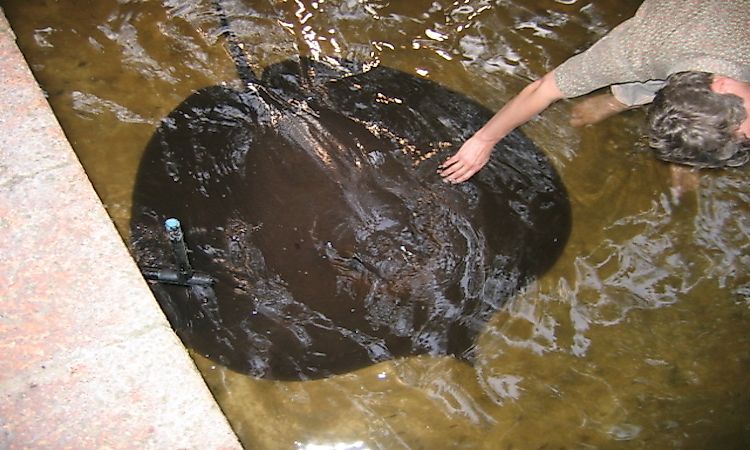 #4 Giant Freshwater Stingray -