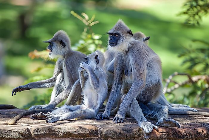 #7 Western Purple-Faced Langur