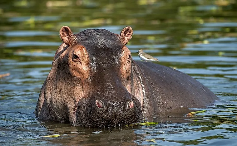#6 Hippopotamus