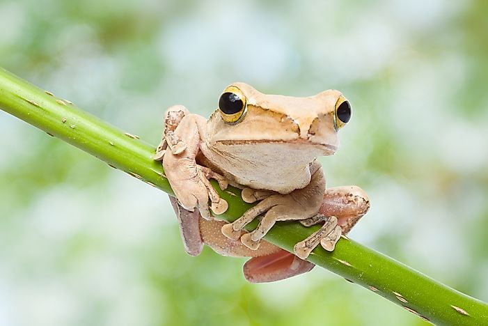 #4 Eleutherodactylus Coqui