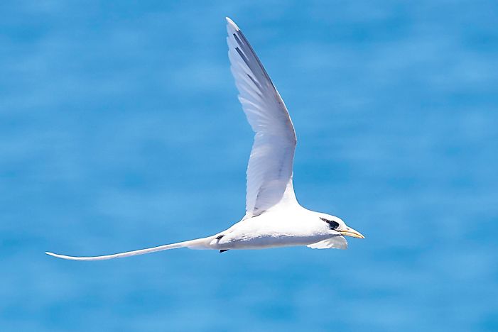 Birds of the Cayman Islands