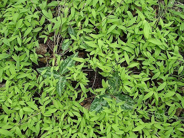 What is An Invasive Species?