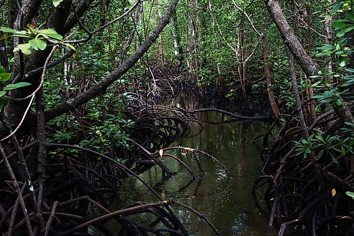 #3 Coastal Forests of Eastern Africa