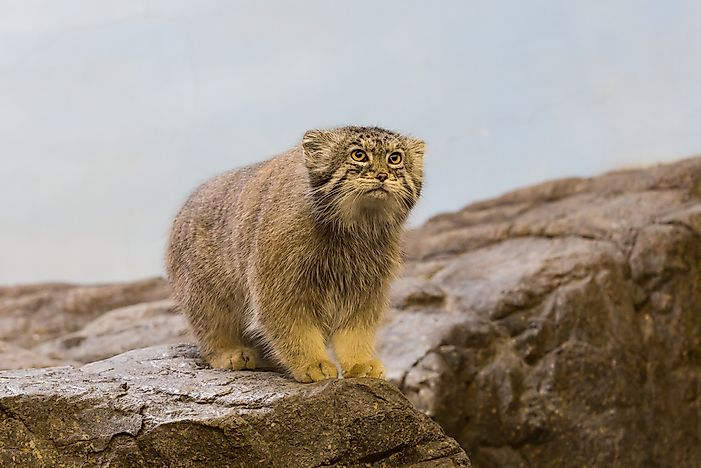 #7 Pallas Cat