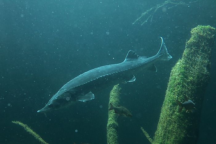 #5 Beluga sturgeon