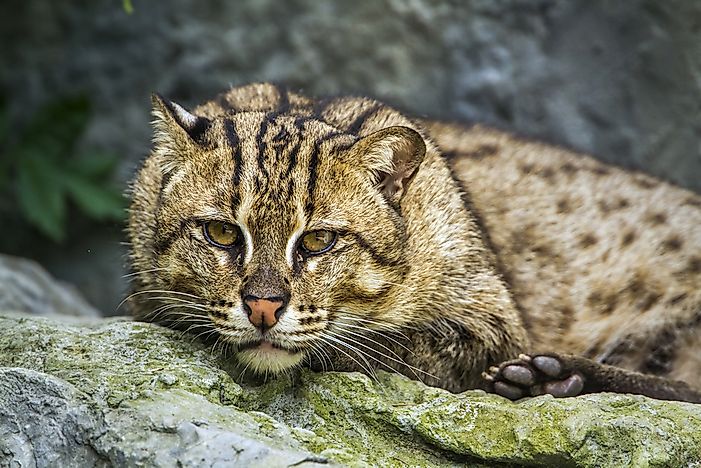 #8 Asiatic Golden Cat
