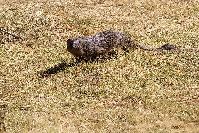 #2 Egyptian Mongoose