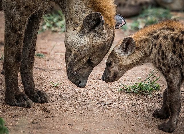 #2 Spotted Hyena