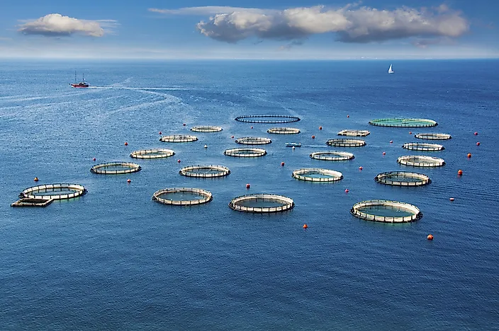 What is the Environmental Impact of Fishing?