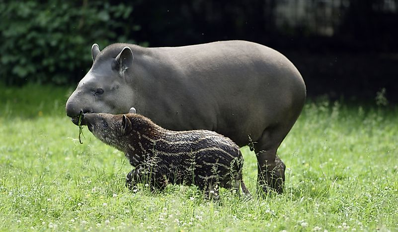 Why Is The Brazilian Tapir A Threatened Species?