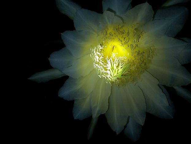 #2 Kadupul Flower