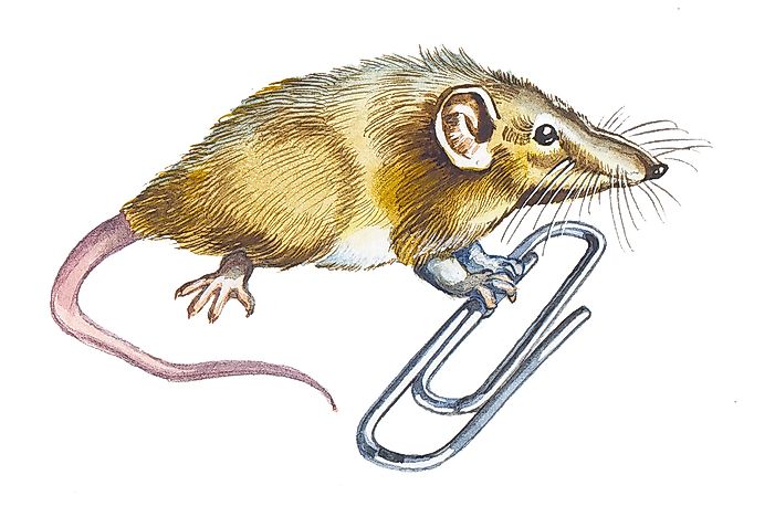 What Is The World's Smallest Mammal?