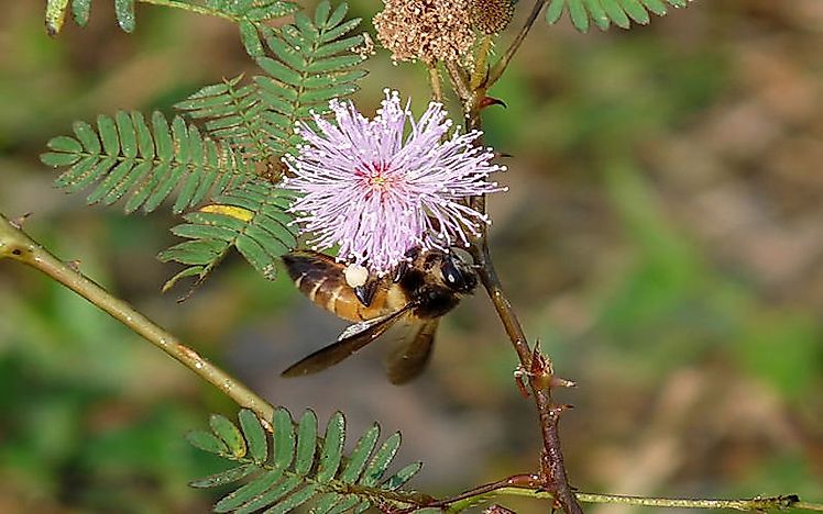 #3 Apis dorsata