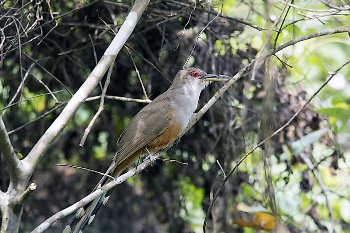 #14 Puerto Rican Lizard Cuckoo