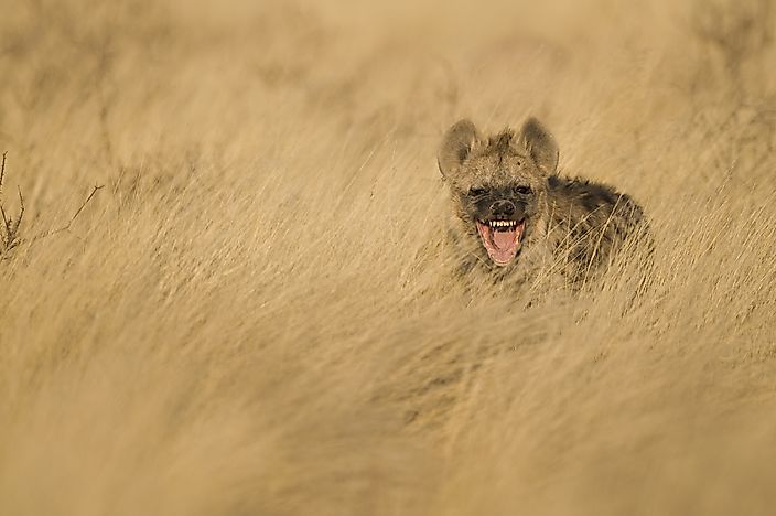 #12 Hyena - 112 decibels