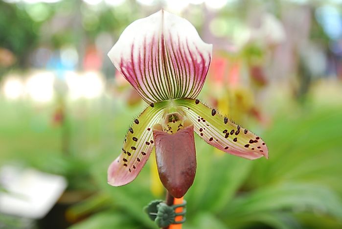 Lady's slipper flower. Lady's slipper flower.